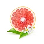 Slice of grapefruit and grapefruit flowers