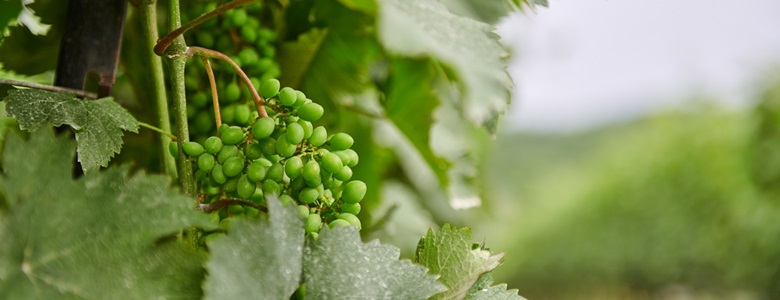 WIne grapes in a vineyard